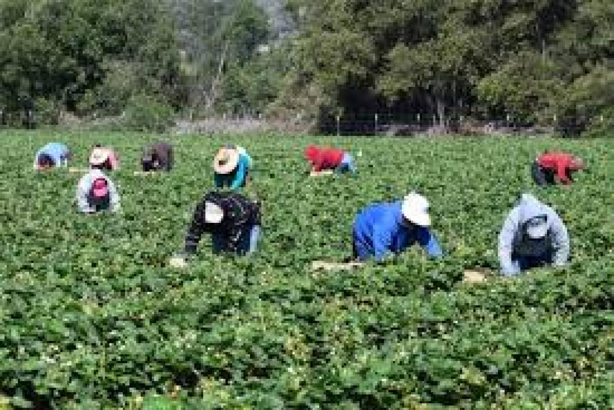 Aumenta la contratacin indefinida en Agricultura